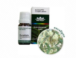 oleo-essencial-eucalipto